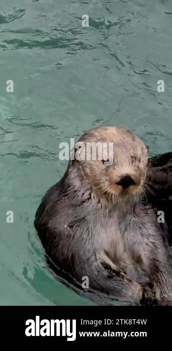 sea otter in the pool scratches its back with its hind leg the animal