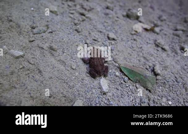 Frogs Inmotion Frog in motion Stock Videos & Footage - HD and 4K Video Clips - Alamy