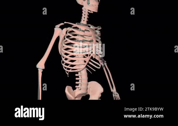 This 3d animation shows the interspinales muscles in full rotation loop ...