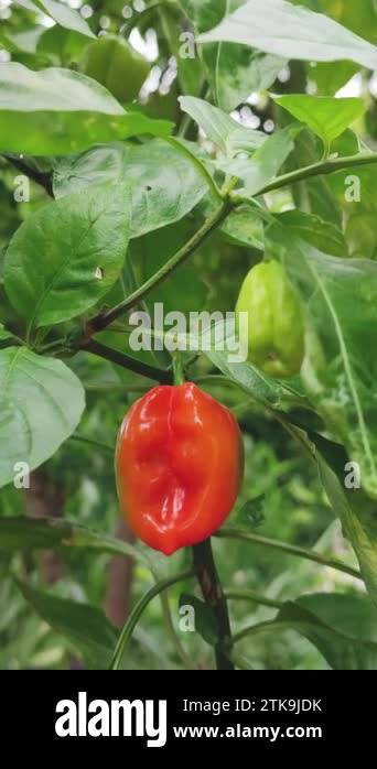 close-up of growing chili peppers in the garden, common vegetable plant ...