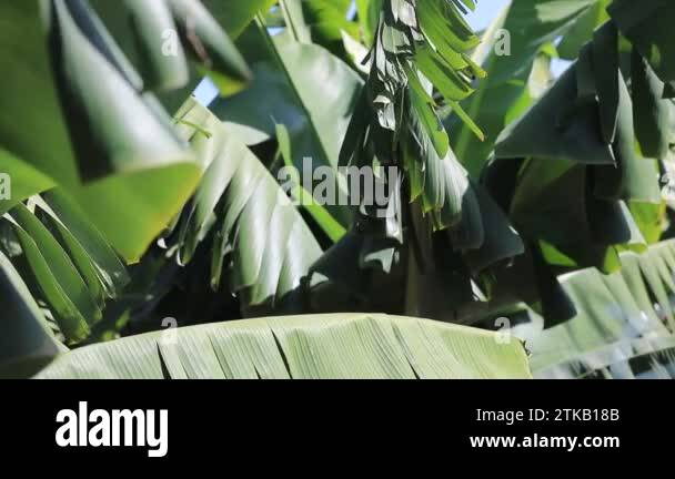 Banana tree leaves Stock Videos & Footage - HD and 4K Video Clips - Alamy