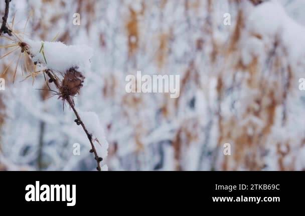 Larix kaempferi japanese larch tree Stock Videos & Footage - HD and 4K ...