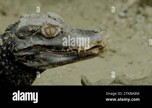 Cuvier's Dwarf Caiman (Paleosuchus Palpebrosus). Cuvier's Dwarf Caiman ...