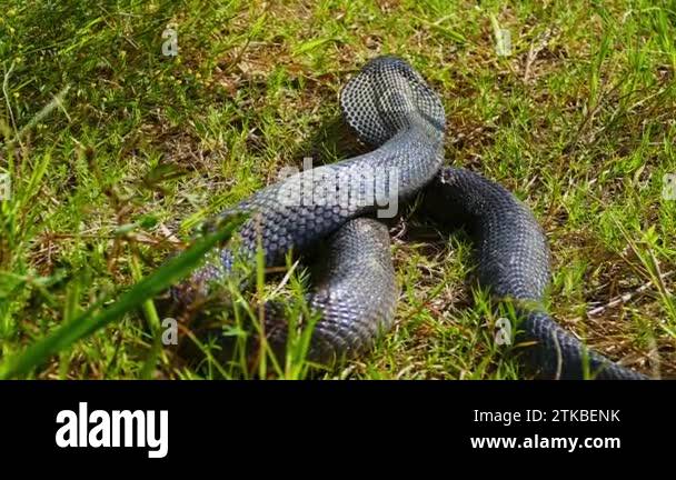 Spreading hood of a cobra. Its eyes scan the area for potential threats ...