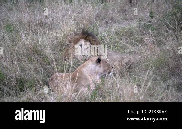 Masai mara national reserve kenya lion Stock Videos & Footage - HD and ...
