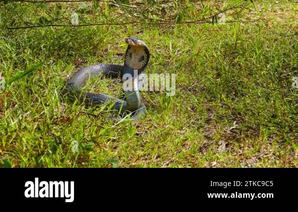 Spreading hood of a cobra. Its eyes scan the area for potential threats ...