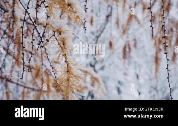 Snowfall in the larch forest Stock Videos & Footage - HD and 4K Video ...