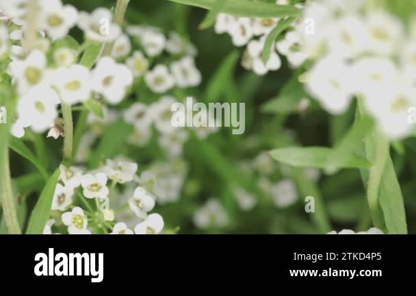 Blossoming alyssum Stock Videos & Footage - HD and 4K Video Clips - Alamy