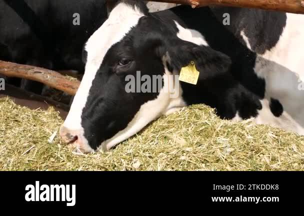 A cow of black suit with white spots chews silage in the barn rack ...