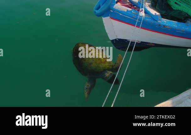 Sea turtle boat Stock Videos & Footage - HD and 4K Video Clips - Alamy