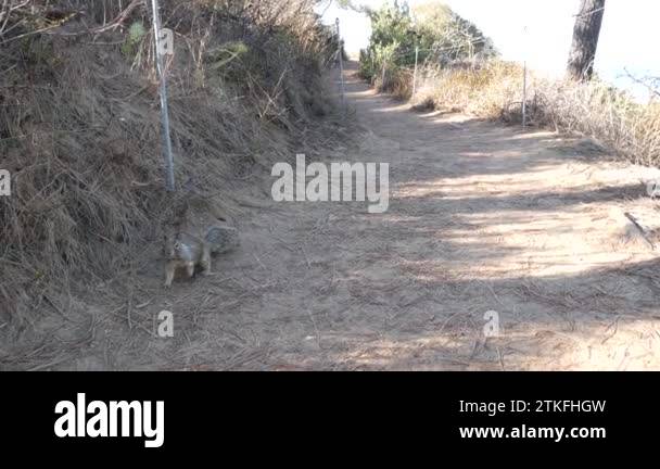 Squirrel on designated footpath Stock Videos & Footage - HD and 4K ...