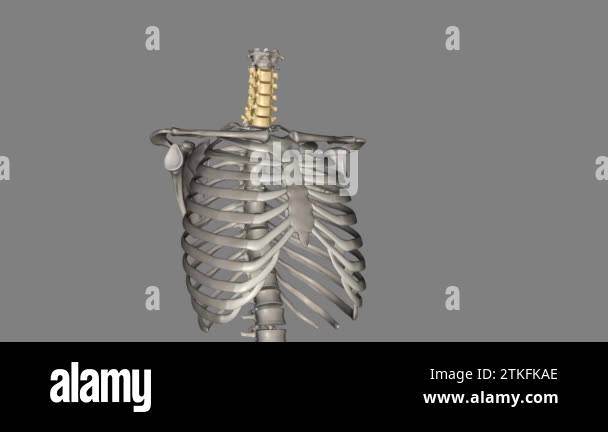Neck cervical spine vertebrae Stock Videos & Footage - HD and 4K Video ...