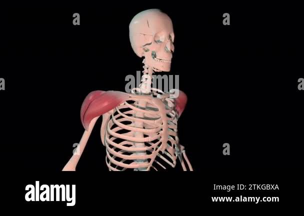 This 3d animation shows the deltoid muscles in full rotation loop on ...