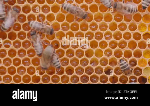 Beehive honey bees nature Stock Videos & Footage - HD and 4K Video ...