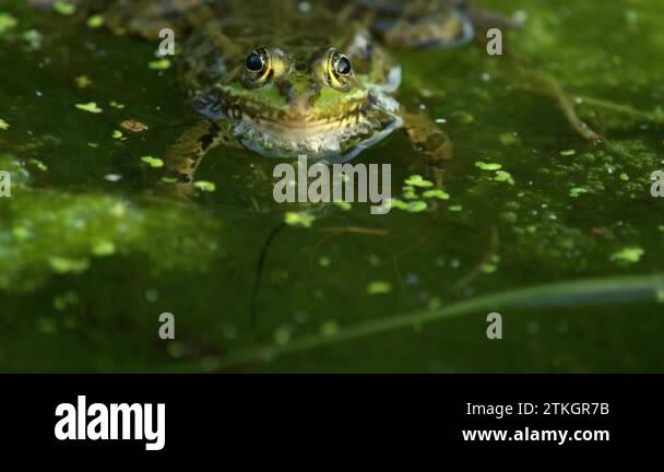 Frog crying. European frog in water. Pelophylax lessonae calling with ...
