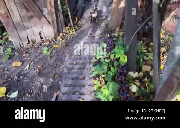 Cat rear view Stock Videos & Footage - HD and 4K Video Clips - Alamy