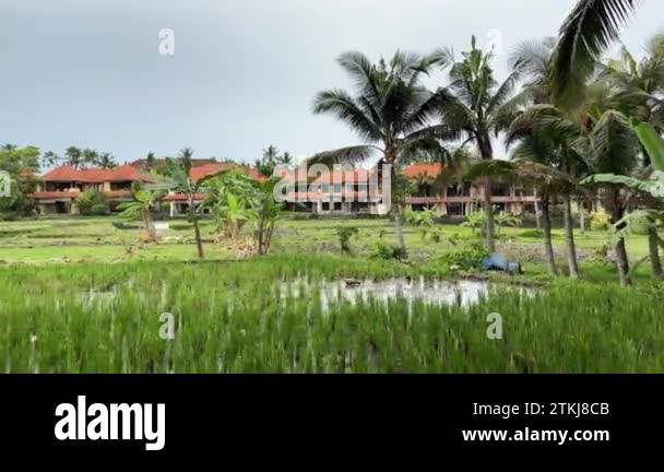 Rice fields flooded with water. Large rice plantations in Ubud on the ...