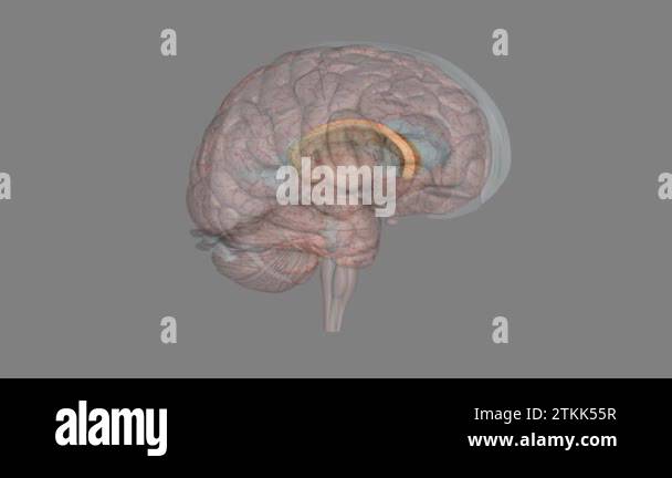 The corpus callosum is a large bundle of more than 200 million ...