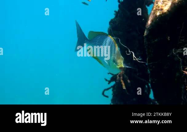 Underwater video of golden rabbitfish eating some food from trash in ...