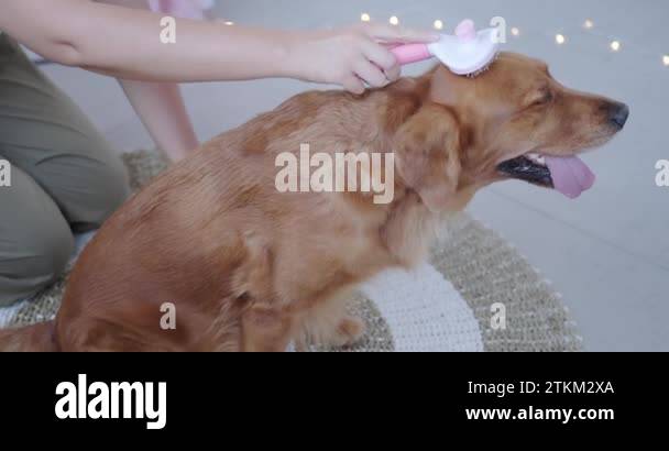 Picture of 2-IN-1 Pet Self-Detangling & Grooming Comb, Professional Undercoat Rake ...