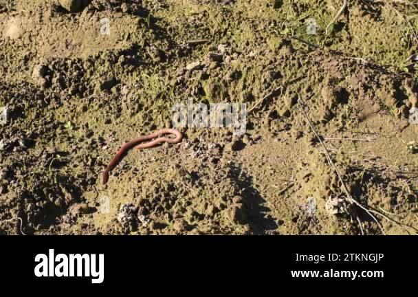Curled up worm Stock Videos & Footage - HD and 4K Video Clips - Alamy
