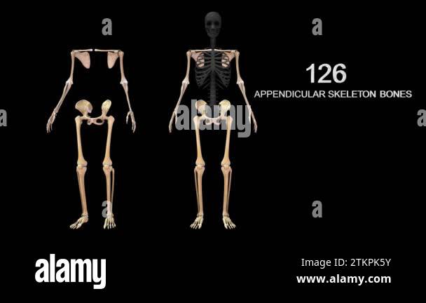 Appendicular skeleton in human skeletal system.3d illustration Stock ...