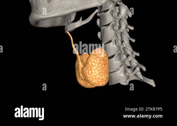 The thyroid is a small, butterfly-shaped gland located at the base of ...