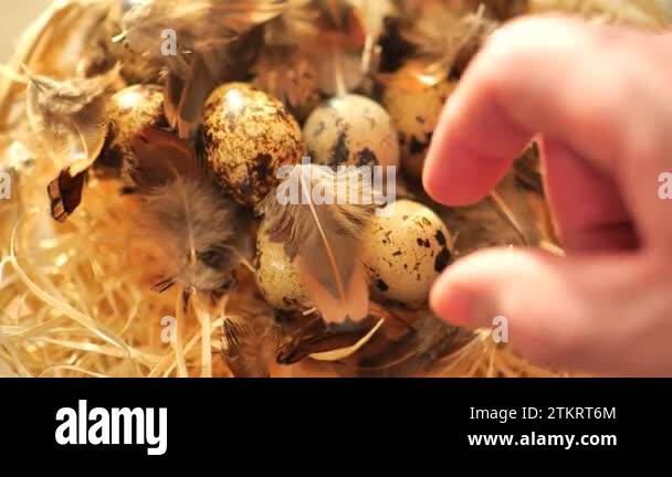 Quail eggs.hand takes quail eggs from the basket close-up.Animal
