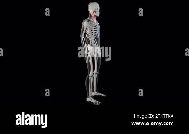 This 3d animation shows the sternocleidomastoid muscles on whole man ...