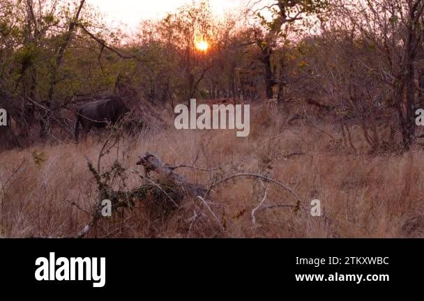 Africa safari animals sunset Stock Videos & Footage - HD and 4K Video ...