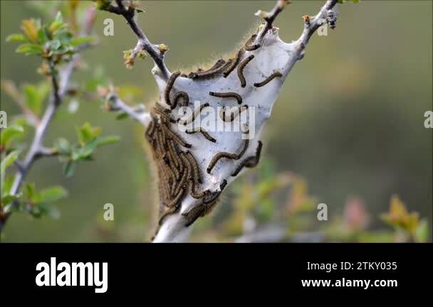 BRITISH MOTH CATERPILLARS IDENTIFICATION GUIDE visual data 8