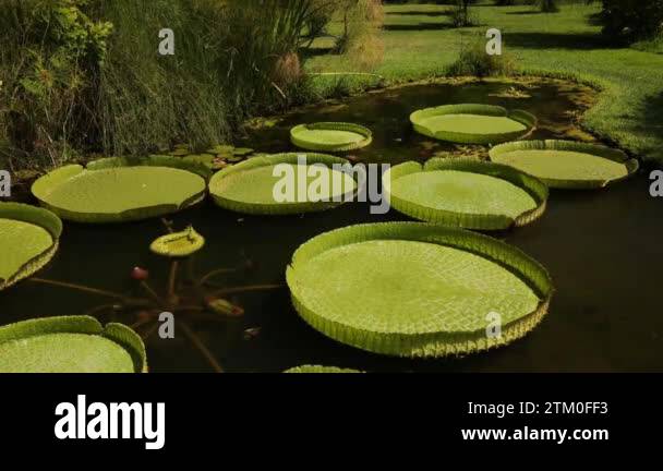 Giant south American aquatic plants. Beautiful garden pond growing