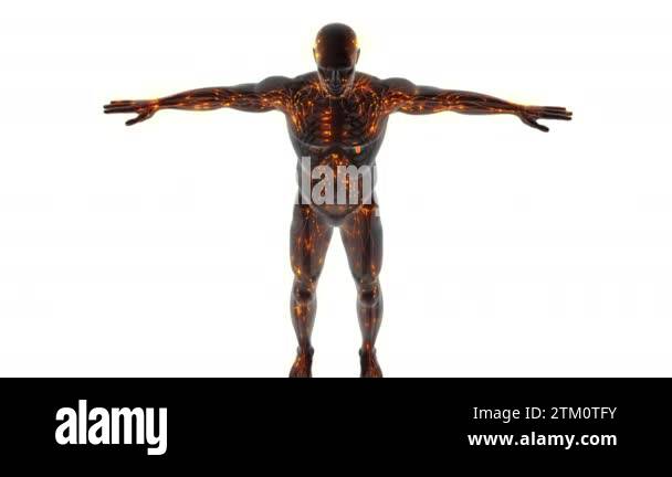 Human body anatomy internal Stock Videos & Footage - HD and 4K Video ...
