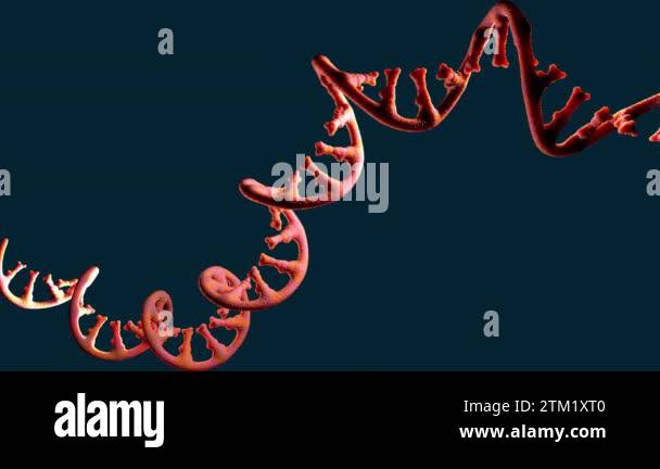 Single-stranded molecule of RNA called messenger ribonucleic acid - 3d ...