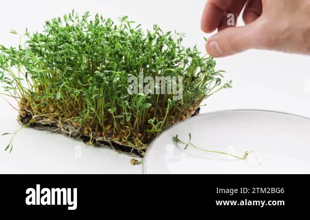 Harvesting lentils Stock Videos & Footage - HD and 4K Video Clips - Alamy