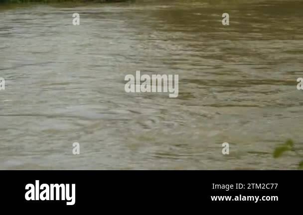 Raised water level of a fast-flowing muddy river after heavy spring ...