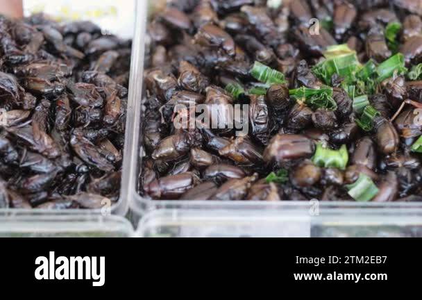 Popular with insects Stock Videos & Footage - HD and 4K Video Clips - Alamy