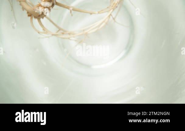 A small avocado tree has developed roots in a glass of water, macro ...