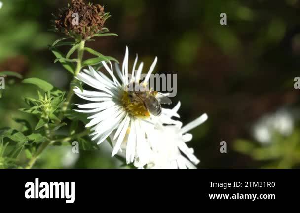 Bee collects pollen on white flowers of bushy aster. Insect pollinate ...