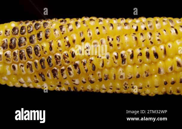The kernels on the corn cob are slowly and gradually getting fully ...