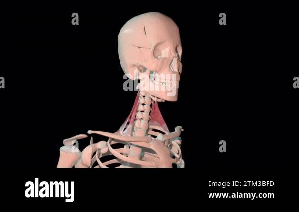 This 3d animation shows the scalene muscles in full rotation loop on ...