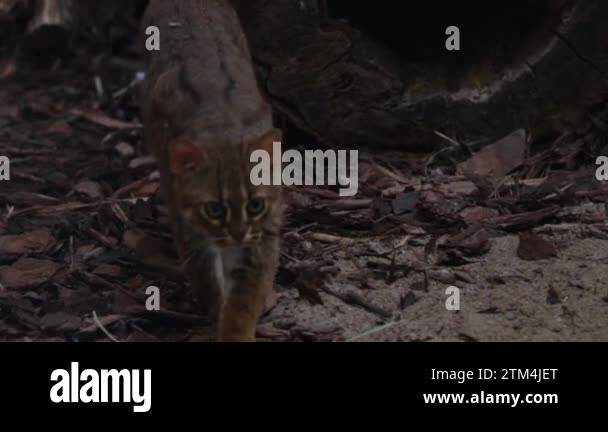 Cat stalking prey Stock Videos & Footage - HD and 4K Video Clips - Alamy
