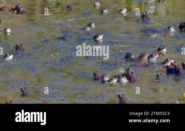 Common frogs between frog Stock Videos & Footage - HD and 4K Video ...