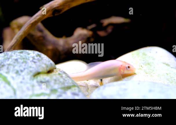 Animal Videography. Fish on tanks. Footage of Chinese algae eater fish ...