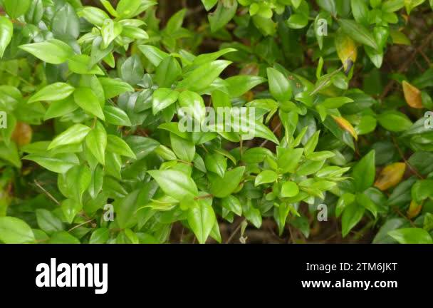 Myrtle eugenia or myrtus species Stock Videos & Footage - HD and 4K ...