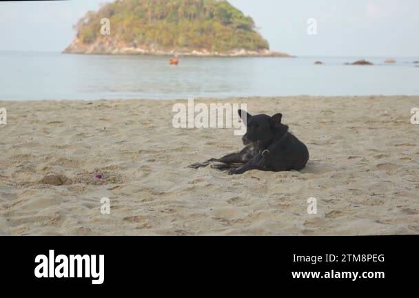 Dog Resting On The Beach Sand In Thailand, Phuket Island Stock Video ...