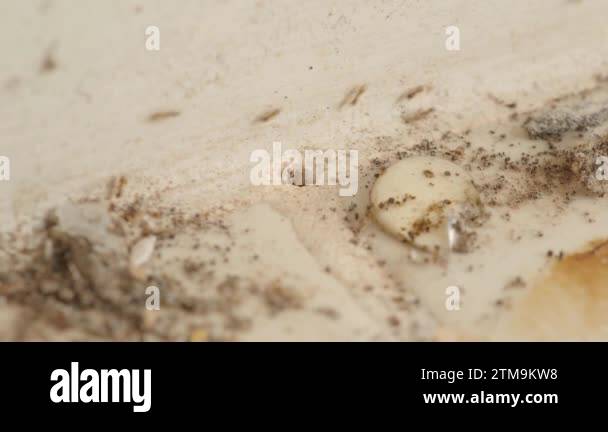 Macro footage of Ant colony underground with hole in home kitchen floor ...