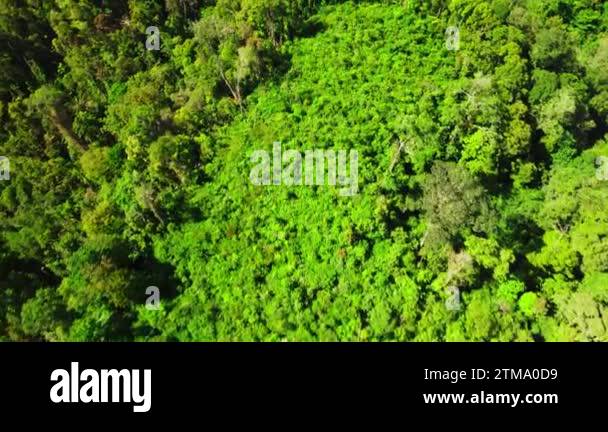 Majestic front view forest Stock Videos & Footage - HD and 4K Video ...