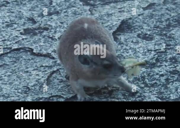 South africa rock mouse Stock Videos & Footage - HD and 4K Video Clips ...