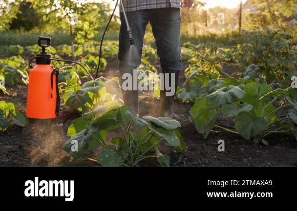 Farmer spraying pesticide sprayer garden farm vegetable garden spraying ...